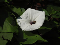 Ptilothrix bombiformis