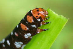 Polytela gloriosae