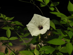 Ptilothrix bombiformis