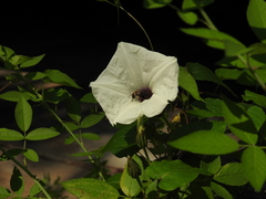 Ptilothrix bombiformis