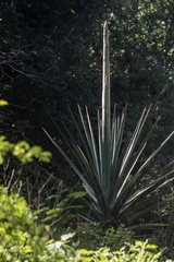 Agave fourcroydes