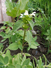 Galeopsis segetum