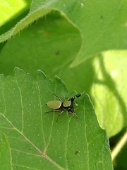 Sassacus barbipes