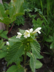 Galeopsis segetum