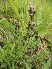 Omalotheca norvegica