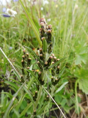 Omalotheca norvegica