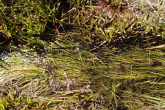 Isolepis digitata