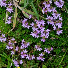 Thymus caespititius