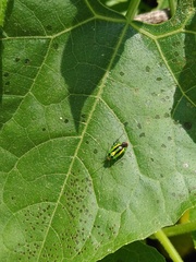 Poecilocapsus nigriger
