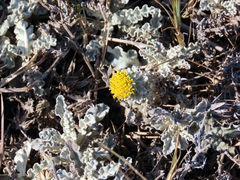 Berkheya heterophylla