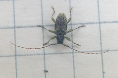Astylidius parvus