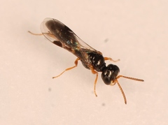 Spilomena
