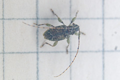 Astylidius parvus