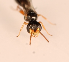 Spilomena