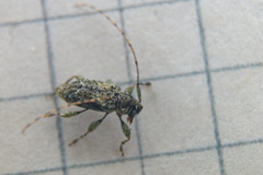 Astylidius parvus
