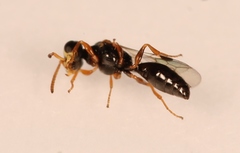 Spilomena