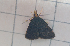 Loxostegopsis merrickalis