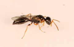 Spilomena