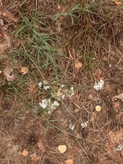 Gypsophila fastigiata