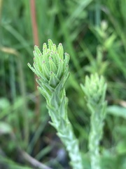 Carphephorus paniculatus