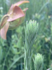 Carphephorus paniculatus