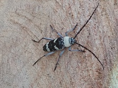 Megacyllene antennata