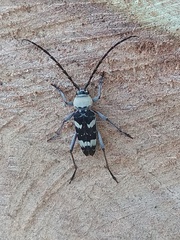 Megacyllene antennata