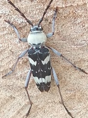 Megacyllene antennata