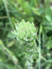 Carphephorus paniculatus