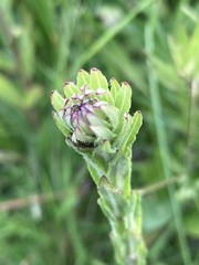 Carphephorus paniculatus