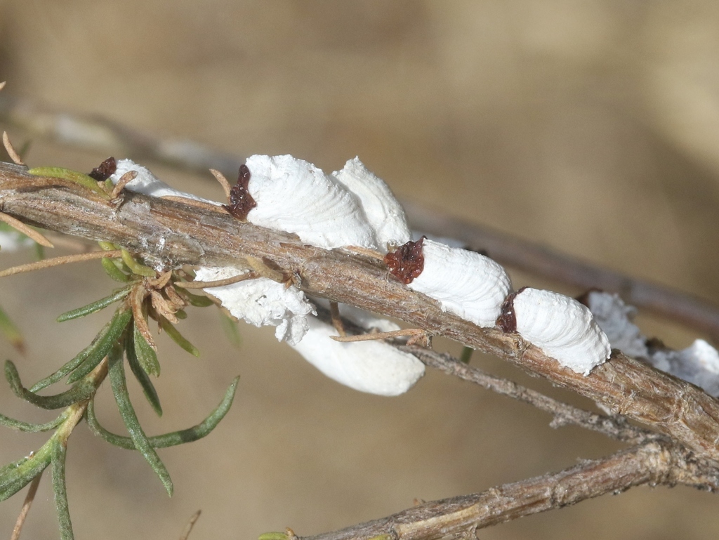 Cottony Sagebrush Scale