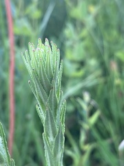 Carphephorus paniculatus