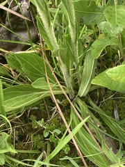 Carphephorus paniculatus