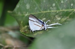 Hypolycaena