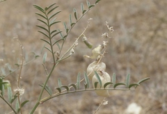 Astragalus douglasii perstrictus
