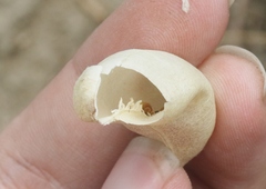 Astragalus douglasii perstrictus