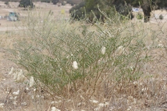 Astragalus douglasii perstrictus