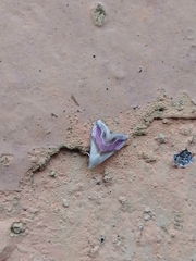 Eublemma roseana