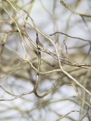 Bryoria trichodes trichodes