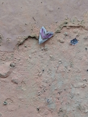 Eublemma roseana