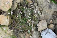 Asperula aristata