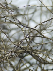 Bryoria trichodes trichodes