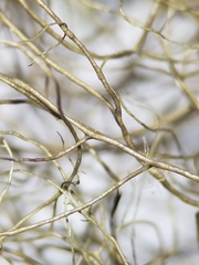 Bryoria trichodes trichodes