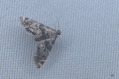 Petrophila fulicalis
