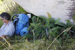 Blechnum punctulatum punctulatum
