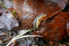 Arion distinctus
