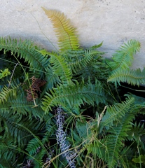 Blechnum punctulatum punctulatum