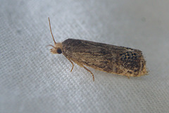 Eucosma verna