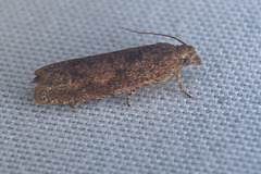 Pelochrista comatulana