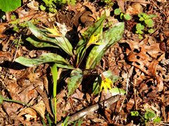 Erythronium rostratum